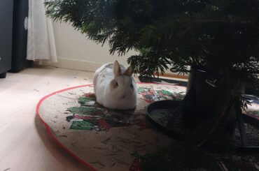Christmas tree loaf