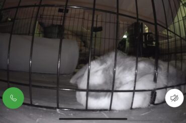 Idk how she just casually has her eye on the bar (Dw it’s a big cage connected to a kennel)