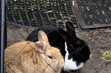 2 fresh loafs comin right up!