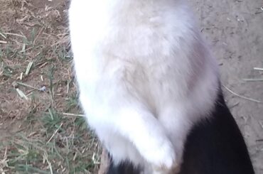 Now here's a pic of Celeste standing up. Not as cute as Princess's pose, but it's still cute.