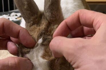 First, knead the dough