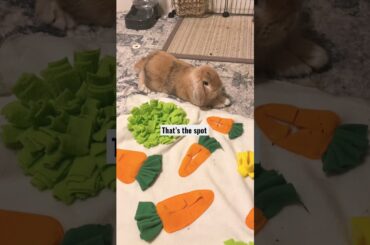 Cute bunny gets comfy #shorts #rabbit #bunny #cutepets