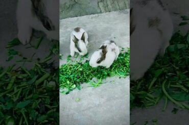 Rabbits short video | short videos #villagerabbits #sharmaindihat #rabbit #viral #shorts