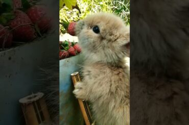 cute bunny eating strawberry #cutebunny #cutebunnyrabbit