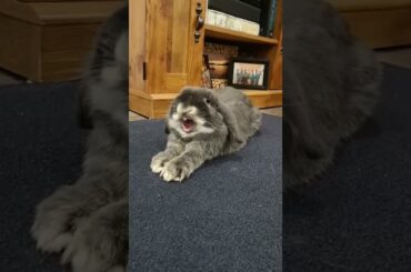 Laughing Bunny! #shorts