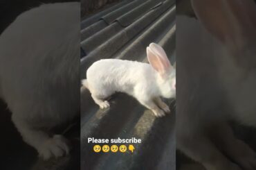 Cute Baby Rabbit #shorts #viral #bunny #rabbit #shortsfeed