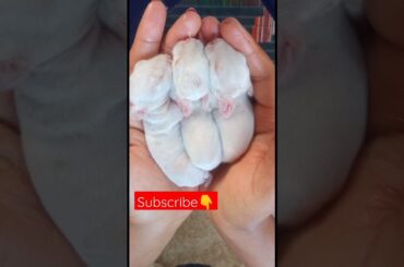 mini cute bunny #ytshort #ytviral #youtubeshorts