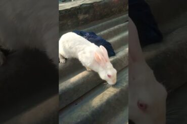 cute baby rabbit videos #shorts #viral #bunny #rabbit #shortsfeed