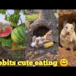cute rabbit eating || cute anime moments | cute animals compilation #xmartcreation