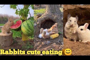 cute rabbit eating || cute anime moments | cute animals compilation #xmartcreation