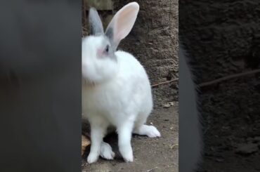 cute rabbit funny playing #pets #shorts #subscribe