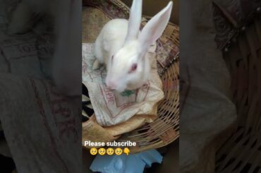 CUTE BABY RABBIT VIDEOS #shorts #viral #shortsfeed