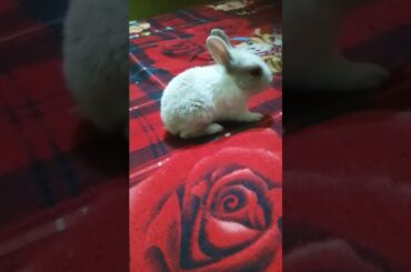 #cutebaby bunny