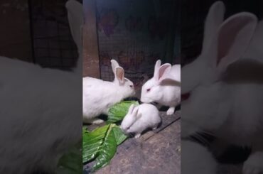 Cute Baby Rabbits Playing,Feeding Activities | Bunny Rabbit(Baby Rabbits)#RunnyRabbits #Babyrabbits