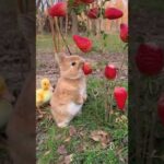 Cute rabbit happy Easter