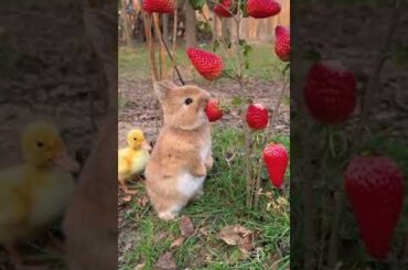 Cute rabbit happy Easter