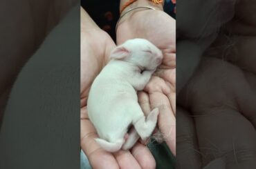 Cute little bunny baby #cutebunny #cutebaby