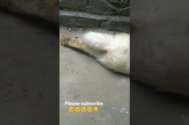 CUTE BABY RABBIT VIDEOS #shorts #viral #bunny #rabbit #shortsfeed