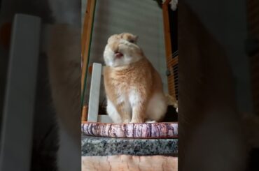 Rabbit so cute | #rabbit #cuterabbit #shorts