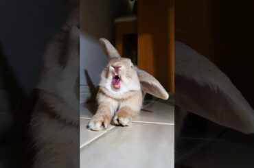Mini Lop Bunny Yawning #cute #rabbit #pets