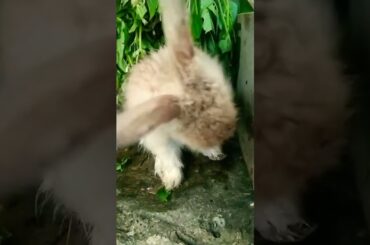 cute bunny #cutebunnyrabbit #chicks #duckling