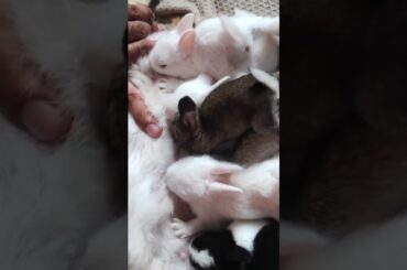 Cute Rabbit Baby Breast Feeding #shorts #rabbit #breastfeeding