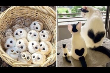 Cute baby animals Videos Compilation cute moment of the animals #6 Cutest Animals 2023