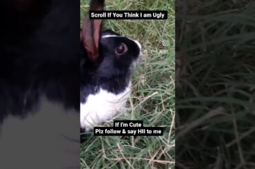 Am I Cute?| #bunny #rabbit #cutebaby #cute