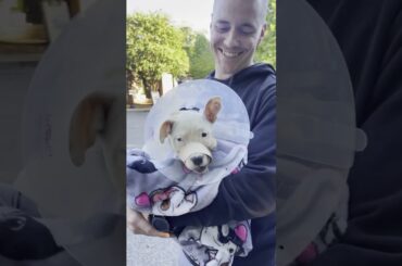 Pittie Puppy With Bunny Ears Turns "Bad" Once She Feels All Better | The Dodo