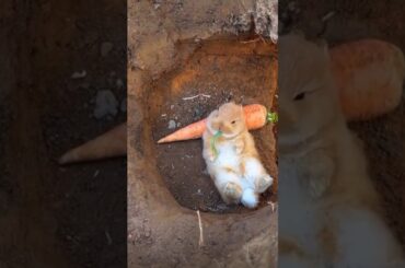 Hello Honey Bunny | Cute Baby | #rabbit #bunny