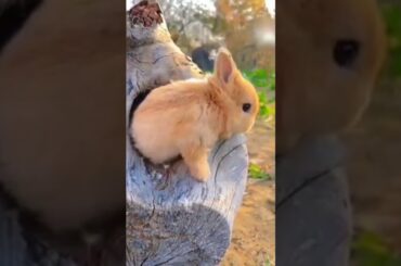 #cute #rabbit #shorts  #keringcreatures #viral #youtubeshorts #trending