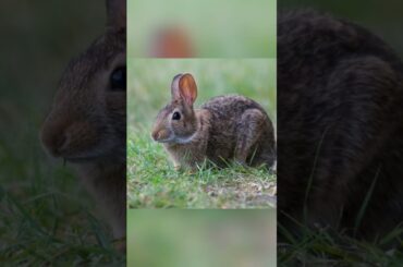Cute Rabbit Viral Video#Shorts#Shorts #Trending#Viral Shorts#Rabbit#Rabbit Shorts#Love All Animals