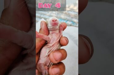 A Cute baby rabbit growing Up #cuterabbit #shorts