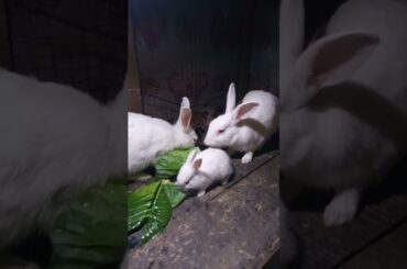Cute Baby Rabbits Playing,Feeding Activities | Bunny Rabbit(Baby Rabbits)#RunnyRabbits #Babyrabbits
