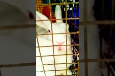 cute Bunny cancan #shorts#