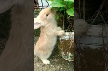 cute bunny is eating leaves #cutebunny #cutebunnyrabbit #duckling
