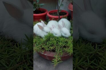 Cute rabbit babies #cutebunny #cutebaby