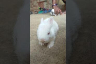Rabbit Cute Baby Video