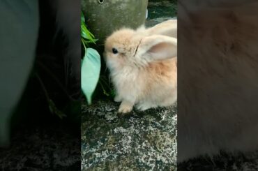 cute bunny is eating very well #cutebunny #cutebunnyrabbit #duckling #chicks