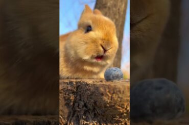 Cute Rabbit || #cute #funny #animals #rabbit #shorts #viral #viralvideo