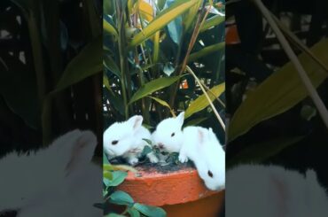 cute baby rabbit videos #shorts #viral #shortsfeed