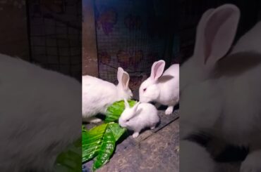 Cute Baby Rabbits Playing,Feeding Activities | Bunny Rabbit(Baby Rabbits)#RunnyRabbits #Babyrabbits