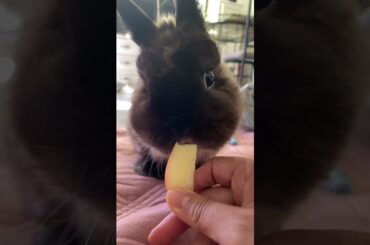 Cute Bunny's Apple Feast: Don't Miss Watching This Adorable Creature in Action!
