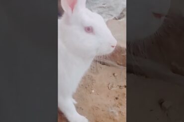 cute baby rabbit chiku rabbit beautiful rabbit #trending #virel #cute #rabbit #funny