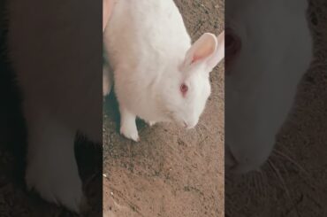 cute baby rabbit chiku beautiful rabbit and beautiful #trending #rabbit #virel #cute #funny #chiku