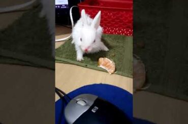 #Cute bunny# enjoying treat..#