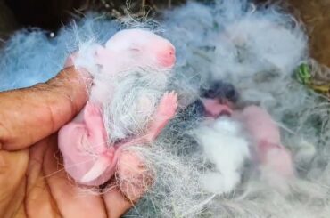 Newborn, Cute Baby rabbit screaming / Rabbit Crying