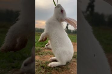 Cute baby #shortsfeed #rabbiteating #cutebunny #10secondsstatus