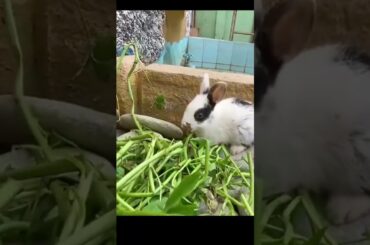 Cute baby rabbits Shehr main dihat