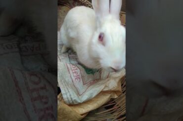 cute baby rabbit #shorts #viral #shortsfeed